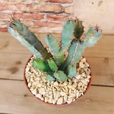 Image result for Euphorbia cooperi