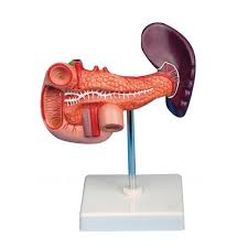 Check spelling or type a new query. Pankreas Limpa Duodenum Pengajaran Organ Tubuh Manusia Anatomi Model Buy Tubuh Manusia Anatomi Model Organ Tubuh Manusia Model Model Pengajaran Product On Alibaba Com