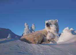 A Polar Bear And Her Cubs Struggle To Survive In A Changing Climate
