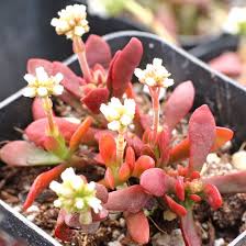 Image result for Crassula rhodesica