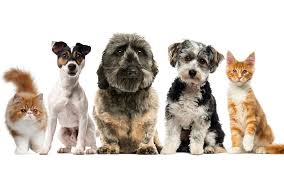 The first vaccination needs to occur as early as 6 weeks but no later than 8 weeks. Organizations And Charities That Can Help Pay For Animal Related Expenses Love And Kisses Pet Sitting Nc