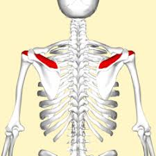 Home remedies can help decrease pain. Supraspinatus Physiopedia