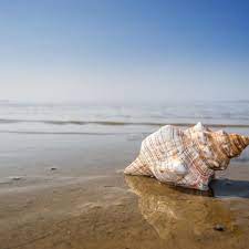 Muchos caracoles de mar son comestibles y explotados como fuentes de alimento por los humanos. Tipos De Caracoles Marinos Y Terrestres Fotos