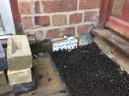 Check spelling or type a new query. Bees Archives Page 2 Of 2 Merseypest Pest Control Liverpool Wirral Warrington And Chester