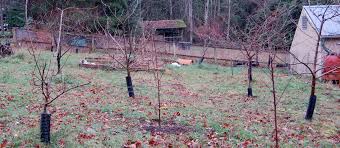 We did not find results for: Follow The Sun Organic Fruit Tree Care The 10 Year Challenge