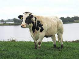 Two belgian blue cows & bull looks at camera in green meadow. Belgian Blue Cattle In Denmark