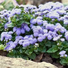 Image result for Ageratum