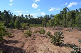 Donovans Find Smithfield Bridgetown Greenbushes Shire Western Australia Australia