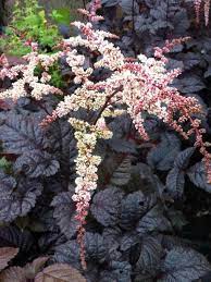 Astilbe Chocolate Shogun This Adaptable Species Is More Sun And Drought Tolerant Than Typical Astilbe Handsome Glossy Choco Shade Plants Plants Garden Shrubs