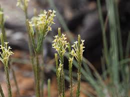 Image result for Struthiola montana