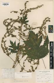 Image result for Girardinia bullosa