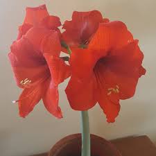 Amaryllis ferrari is a real knockout with its large, voluptuous, velvety rich red flowers, adorned with a lovely sheen. Hippeastrum Ferrari Hippeastrum Ferrari In Gardentags Plant Encyclopedia