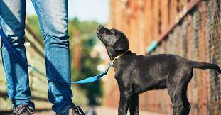 Training for every stage of your active dog's lifestyle. Best Dog Training In San Diego Ca San Diego Puppy Trainers