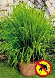 Lemongrass Plantcontainer In 2 25 Inch Size Also Known As Etsy Easy Backyard Budget Backyard Patio Plants