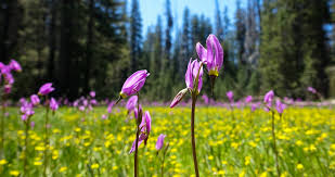 Also, we trek to where these plants grow in the the other species offer leaves and flowers at different times, and grow in varied habitat types. What Flowers Grow Best In Florida Tampa Tree