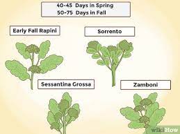 More images for how much space does broccoli need to grow » 4 Easy Ways To Grow Broccoli With Pictures Wikihow