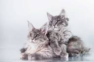 The Beautiful Maine Coon | Cat Breeds | Petrebels blog