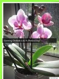 Orchid 101 How To Avoid Orchid Rot Orchid Care Orchid Flower Orchids