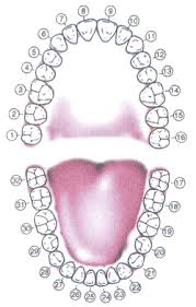 Tooth Meridian Chart Medical Body Stress Pressure