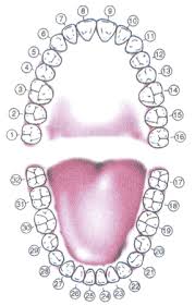 tooth meridian chart medical body stress pressure