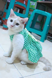 Dress With Green Square Motive For Cat And Dog Persian Outfit Etsy In 2020 Cat Clothes Kitten Clothes Diy Kitten Clothes