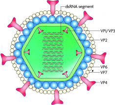 Image result for Rotavirus