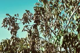 Image result for Walnut blight
