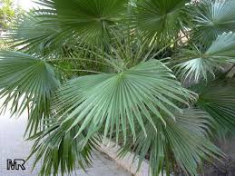 Image result for Washingtonia filifera