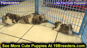 Pets for sale southeast missouri craigslist. St Louis Craigslist Pets Nar Media Kit