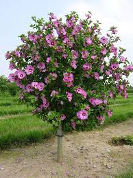Hibiscus Syriacus Aphrodite Aphrodite Rose Of Sharon Hibiscus Tree Hibiscus Plant Rose Of Sharon Tree