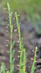 Image result for Phyllanthus glaucophyllus