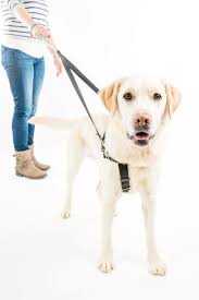 Walmart.com has been visited by 1m+ users in the past month How To Fit A Dog Harness 2 Hounds Design