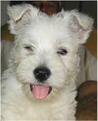 How to play pet grooming studio. All Pets Grooming Home