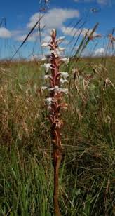 Image result for Cynorkis kassneriana