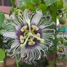 Image result for Ormocarpum sennoides