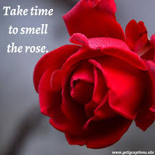 Beautiful Rose Captions Awesome Instagram Rose Captions For Beautiful Rose Updated 2021 Ig Captions
