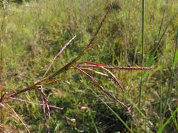 Image result for Coelorachis