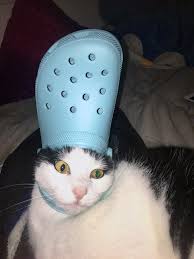 We did not find results for: His Holiness The Pope Pets With Crocs Hats I Can Has Cheezburger