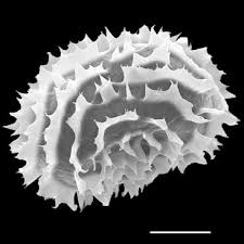 Image result for Megalastrum