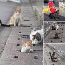 Japan Has A Secret Underworld Of Cats Cute Animals Cats And Kittens Cute Cats