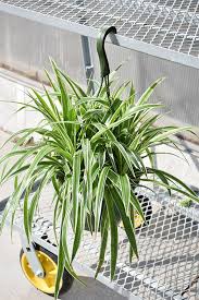 Image result for Chlorophytum comosum