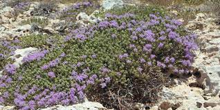 L'amendement calcaire permet notamment de redresser le ph d'un sol trop acide et d'en améliorer la structure. Comment Reussir Un Jardin En Terre Calcaire Ou Sol Alcalin