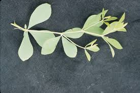 Image result for Voacanga bracteata