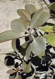 Image result for Kalanchoe lateritia
