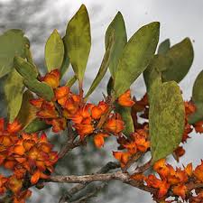 Image result for Pterocelastrus