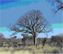 Image result for Schinziophyton rautanenii