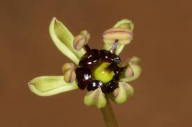 Image result for Camptorrhiza