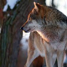 Beautiful gazing face of gray wolf with green eyes. Wolf Verfolgt Frau Durch Den Wald Braucht Man Kein Zweites Mal Walsrode