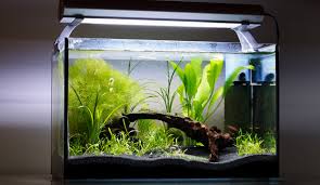 Maybe you would like to learn more about one of these? Nano Aquarium Einrichten Aquariumeinrichten Com Wie Richte Ich Mein Aquarium Ein