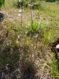 Image result for Andropogon eucomus